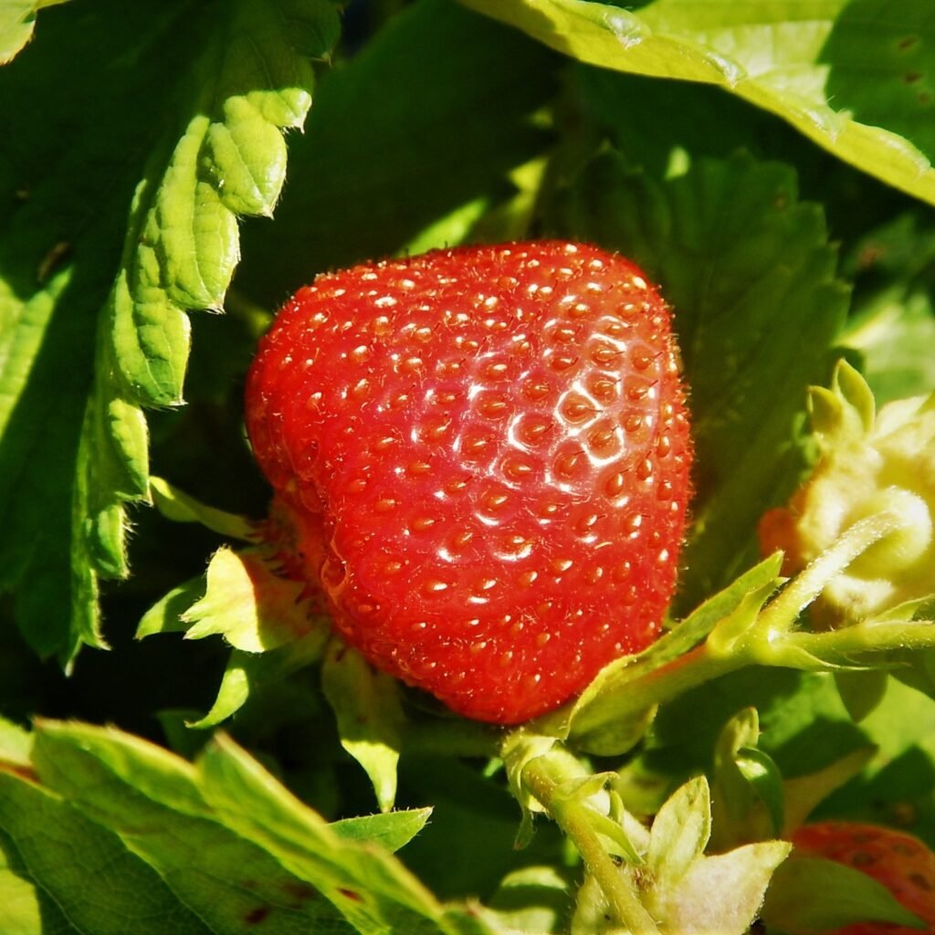 Niittykummun maatila